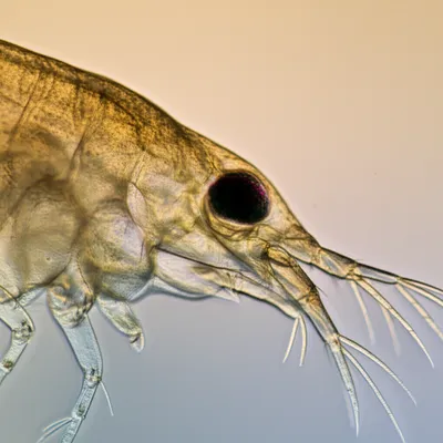 Illustration cyclops - Image 1