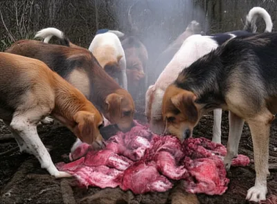 Illustration curry - Image 1