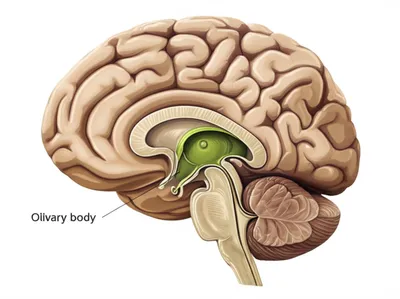 Illustration olive - Image 1