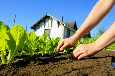 Illustration husbanding