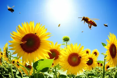 Визуальная иллюстрация слова «brightly» - Ярко, светло