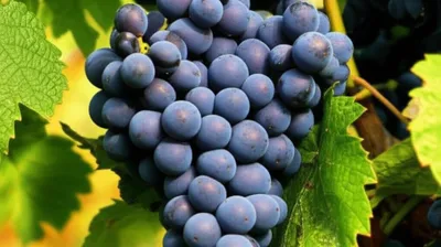 Hình ảnh minh họa rondo - Ảnh 1