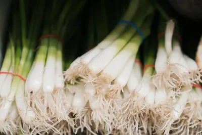 Illustration scallions - Image 2