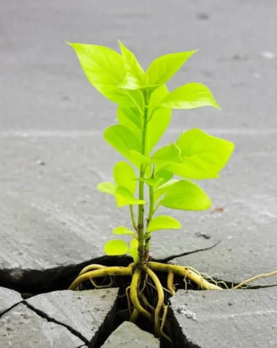 Illustration radicle - Image 1