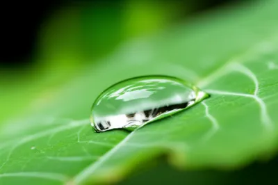 Illustration natural - Image 1