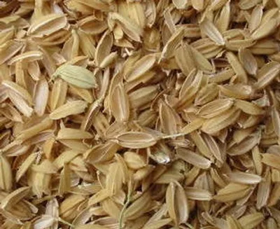 Illustration husky - Image 2