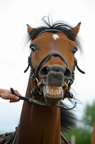 Illustration bridled - Image 1