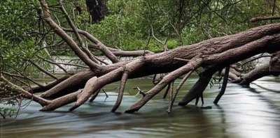 Illustration sweeper - Image 1