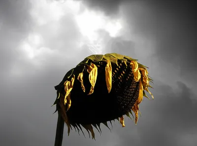 Illustration darken - Image 1