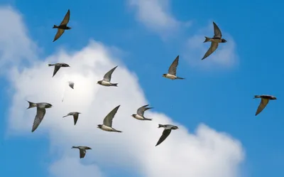 Illustration martins - Image 1