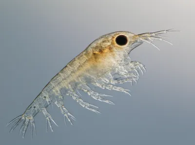 Illustration cyclopes - Image 1