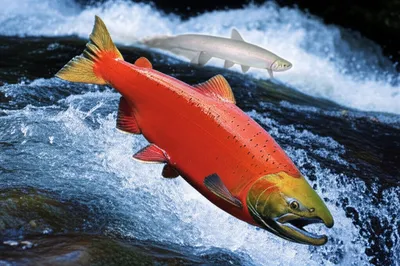 Illustration reverted - Image 1