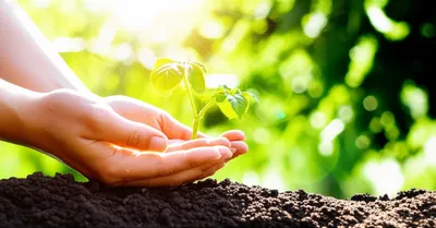 Illustration nurtures - Image 1