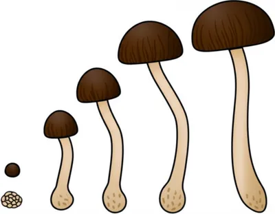 Illustration mushroom - Image 1