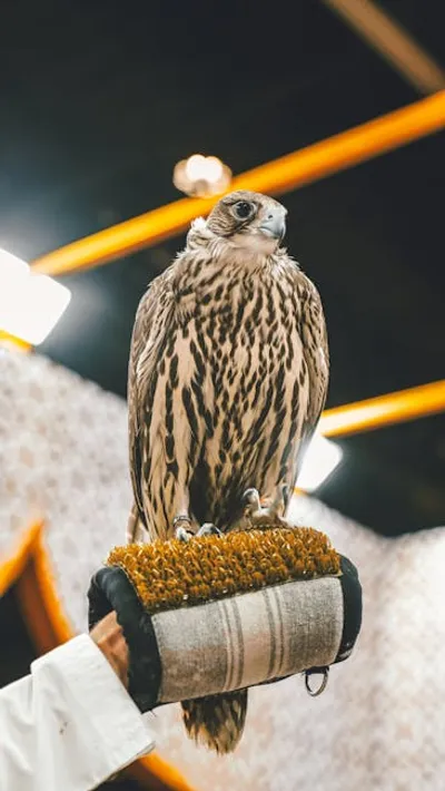 Illustration falconer - Image 2