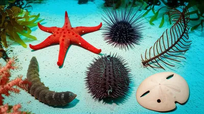 Illustration echinoderms