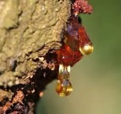 Illustration resin - Image 2