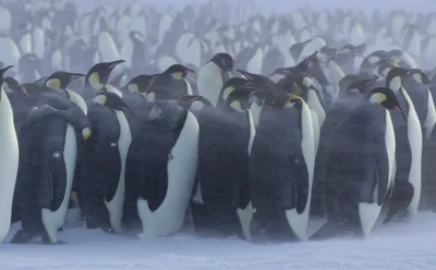 Illustration huddled