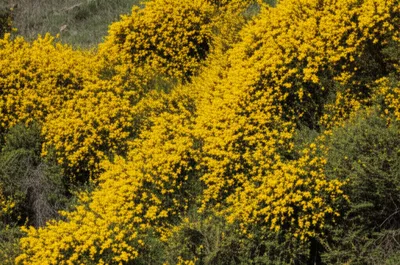 Illustration cytisus - Image 1