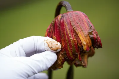 Illustration discredited