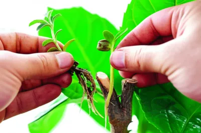 Illustration graft - Image 1