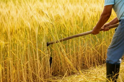 Illustration crops - Image 1