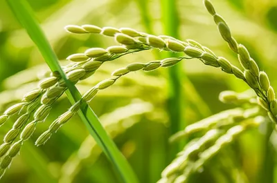 Illustration rice - Image 1