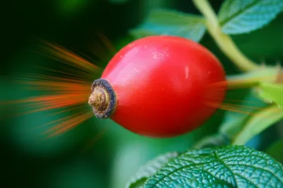 Illustration hip - Image 1