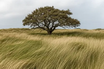 Illustration swayed - Image 1