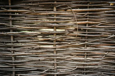 Illustration wattle - Image 1