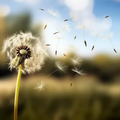 Illustration whiffs - Image 1