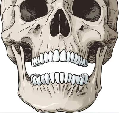 Illustration jaws - Image 1