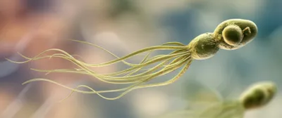 Illustration flagella - Image 1