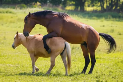 Illustration mounted - Image 1