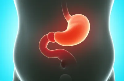 Illustration belly - Image 1