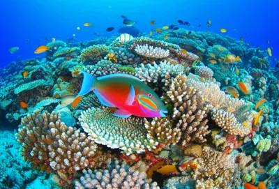 Illustration influent - Image 1