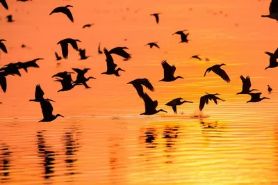 Illustration avian - Image 1