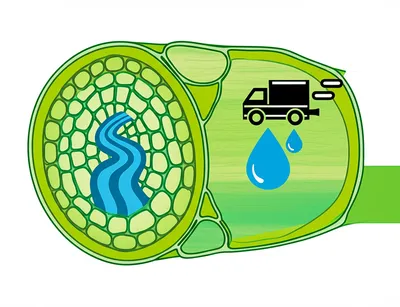 Illustration collateral - Image 1