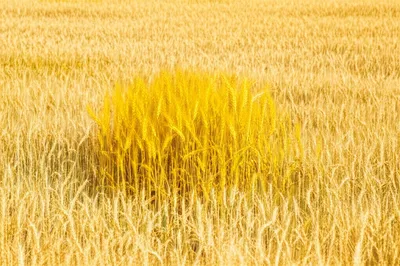 Illustration enriched - Image 1