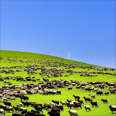 Illustration flocks - Image 1