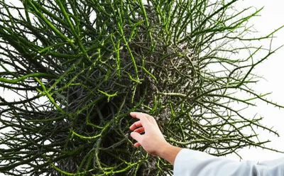 Illustration intractable - Image 1