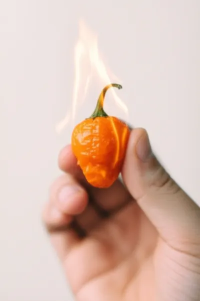 Illustration habanero - Image 2