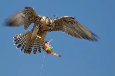 Illustration bates - Image 1