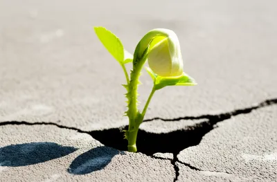 Hình ảnh minh họa radicalized - Ảnh 1