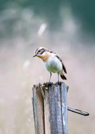 Illustration whinchat - Image 2