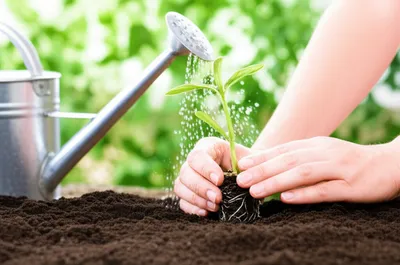 Illustration planting - Image 1