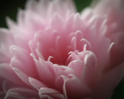 Illustration claws - Image 1