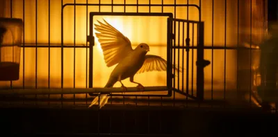 Illustration escapes - Image 1