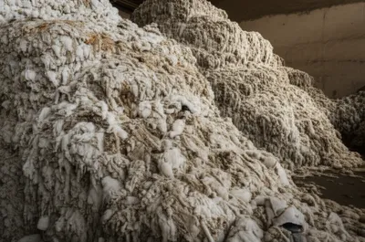 Illustration flukes - Image 1