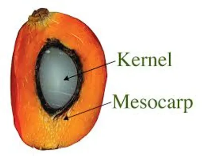 Illustration kernel - Image 2